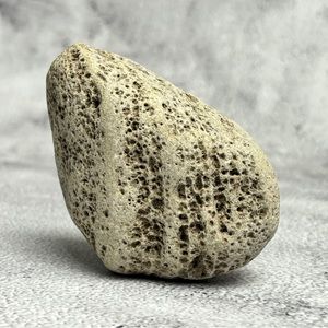 Natural Bioeroded Limestone Fossil – Marine Boring Holes
